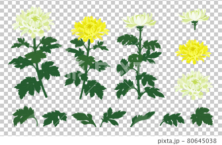 Illustration of white and yellow chrysanthemum flowers 80645038