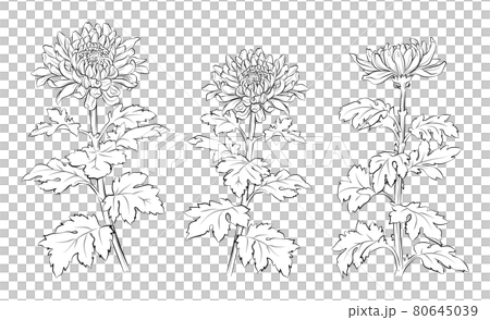 筆で描いたような菊の花のイラスト 80645039