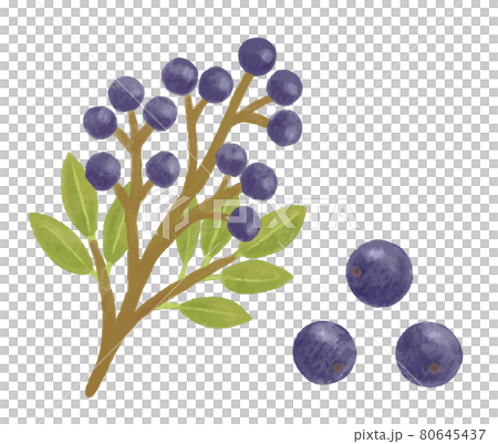 彩色鉛筆手繪秋樹堅果沙林白果插畫 80645437