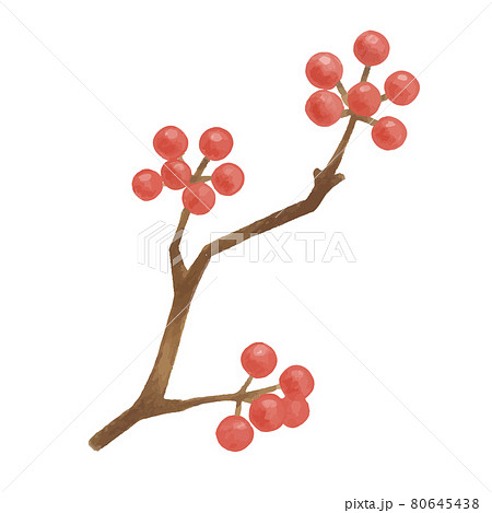 色鉛筆手描き　秋の木の実　サルトリイバラのイラスト 80645438