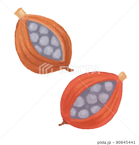 色鉛筆手描き　秋の木の実　月桃の実イラスト 80645441