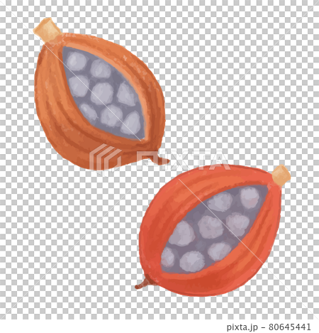 色鉛筆手描き　秋の木の実　月桃の実イラスト 80645441