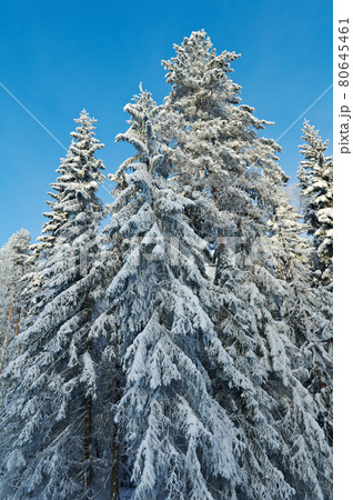 Winter landscape 80645461