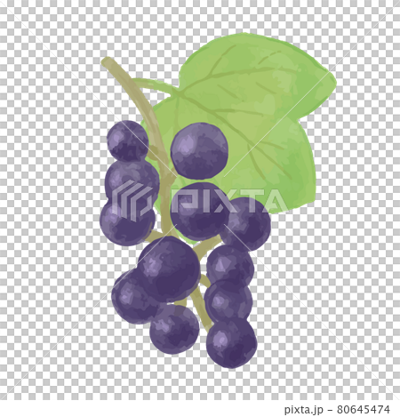 Illustration of hand-painted colored pencils, autumn nuts, and vines 80645474