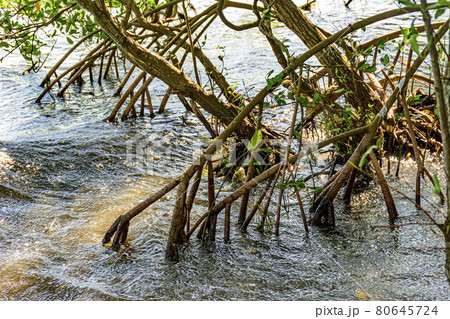 Dense vegetation in the tropical mangrove forest with its roots in water Dense vegetation in the tropical mangrove forest with its roots in water 80645724