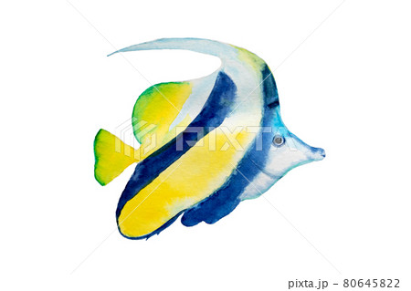 pennant butterfly tropical aquarium fish blue yellow watercolor drawing on white background. 80645822