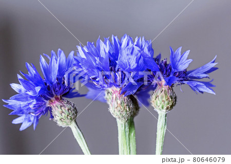 Flowers of blue cornflowers large 80646079