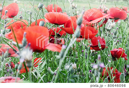 Scarlet poppies in green field 80646098