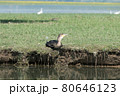 Greece, Lake Kerkini,.great cormorant resting on the grass 80646123