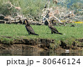 Greece, Lake Kerkini, two great cormorants 80646124