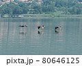 Greece, Lake Kerkini, three great cormorants in flight and their reflection 80646125