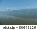 Greece, Lake Kerkini, large group of great cormorants in flight 80646126
