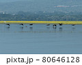 Greece, Lake Kerkini, group of great cormorants in flight at water level 80646128