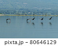 Greece, Lake Kerkini, group of great cormorants in flight and their reflection 80646129