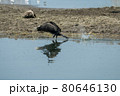 Greece, Lake Kerkini, great cormorant taking off 80646130