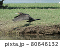 Greece, Lake Kerkini,.great cormorant taking flight 80646132