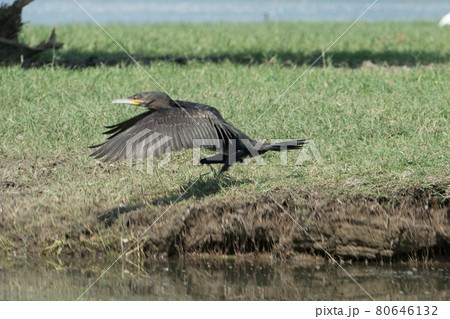 Greece, Lake Kerkini,.great cormorant taking flight 80646132