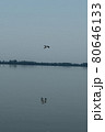 Greece, lake Kerkini, great cormorant in flight over lake Kerkini 80646133