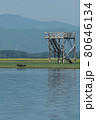 Greece, Lake Kerkini, great cormorant drying its feathers 80646134