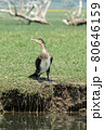 Greece, Kerkini lake, large cormorant on the low side 80646159