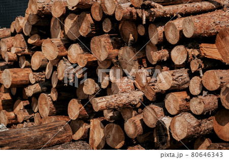 Forest pine and spruce trees 80646343