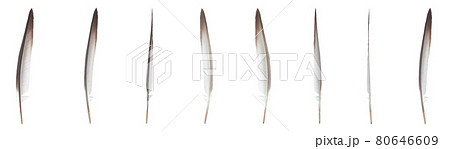 Feather one of the symbols of bird, flight and freedom. Isolated on white background. 80646609