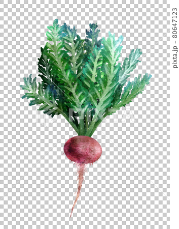 Maca watercolor illustration 80647123