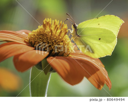 Gonepteryx cleopatra or Cleopatra butterfly collect pollen from red flower. Bright and colorful insect on blooming plant. Summer natural background. 80649494