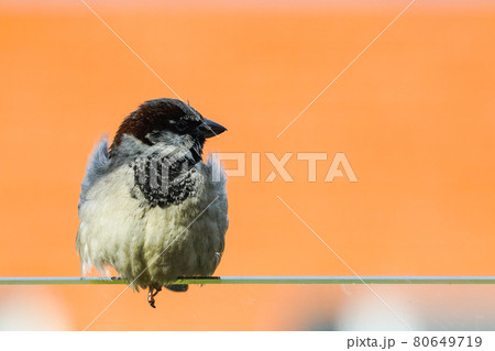 gray sparrow with a black head on an orange background 80649719