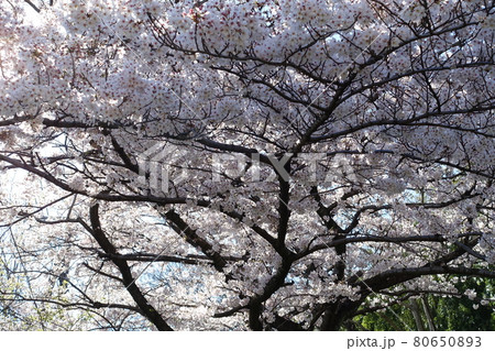 東浦和の桜 80650893