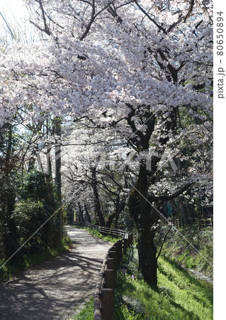 東浦和の桜 80650894