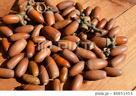 ドングリ 秋イメージ 80651453