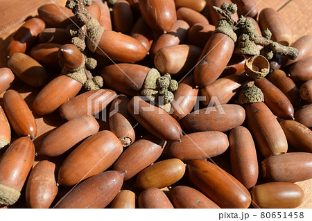 ドングリ 秋イメージ 80651458