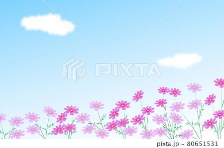 コスモスと青空 コスモス右上がり 80651531
