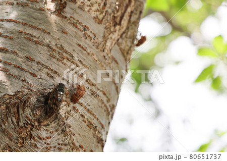 アブラゼミの成虫と抜け殻 80651737