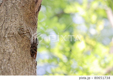 アブラゼミ 80651738