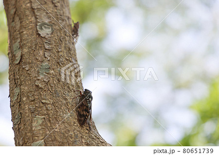 アブラゼミ 80651739