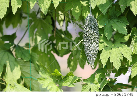 ゴーヤ栽培　家庭菜園 80651749