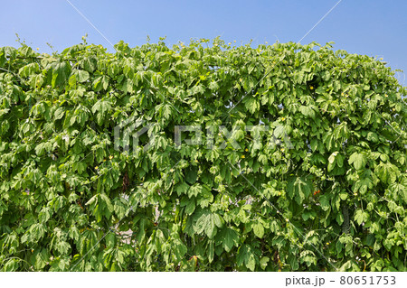 ゴーヤ栽培　家庭菜園 80651753