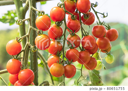 家庭菜園で作ったミニトマト 家庭菜園で作ったミニトマト 80651755