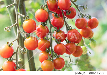 家庭菜園で作ったミニトマト 家庭菜園で作ったミニトマト 80651757