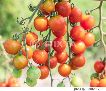 家庭菜園で作ったミニトマト 家庭菜園で作ったミニトマト 80651760