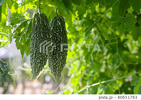 ゴーヤ栽培　家庭菜園 80651763
