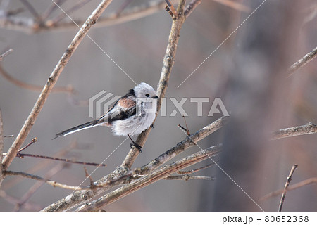 雪の妖精 シマエナガ 雪の妖精 シマエナガ 80652368