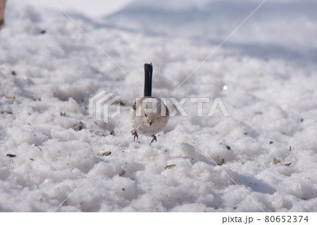 雪の妖精 シマエナガ 雪の妖精 シマエナガ 80652374