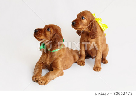 two charming Irish setter puppy of brown color on a white background 80652475