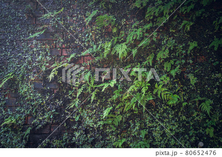 旧親不知トンネルの壁面 80652476