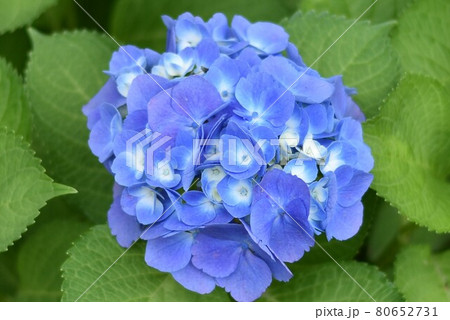 紫陽花と緑 紫陽花と緑 80652731