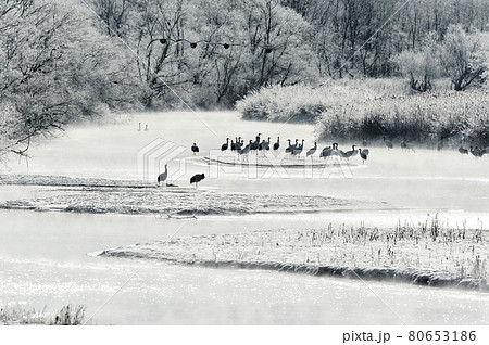 樹氷に囲まれたタンチョウのねぐらと、ハクチョウの飛翔姿（北海道・鶴居） 80653186