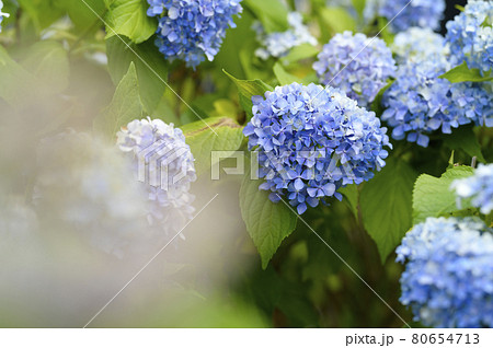 雨上がりのアジサイ 雨上がりのアジサイ 80654713